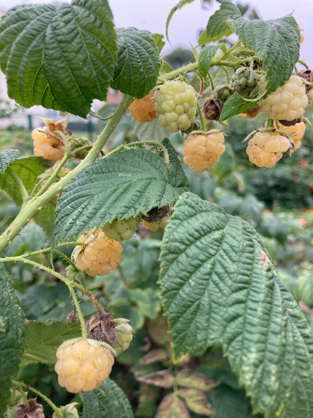 5 plugs of late season Raspberry plants (Summer Lovers Gold) Includes Postage
