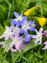 Load image into Gallery viewer, 30 bulbs of Chionodoxa (mixed varieties) Includes Postage
