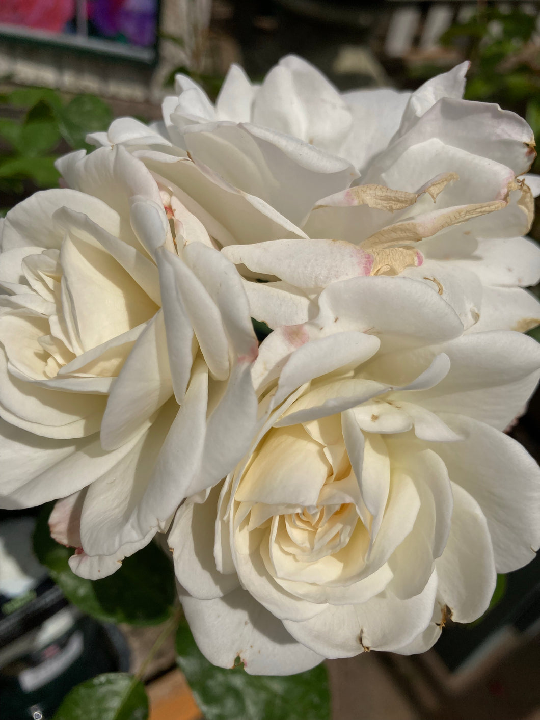 2 bare root Floribunda Roses (Iceberg) Includes Postage