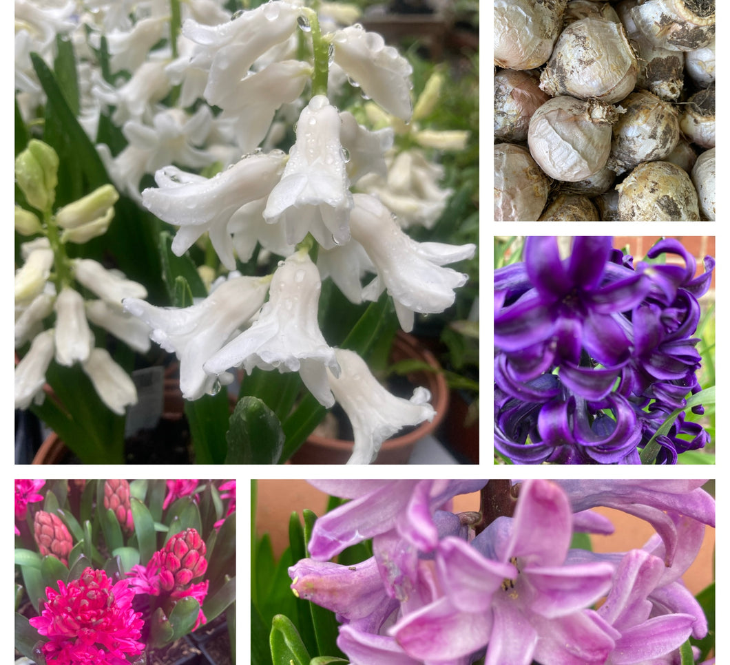 5 bulbs of Hyacinth (mixed colours) Includes Postage