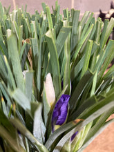 Load image into Gallery viewer, 20 bulbs of Dutch Iris (mixed varieties) Includes Postage
