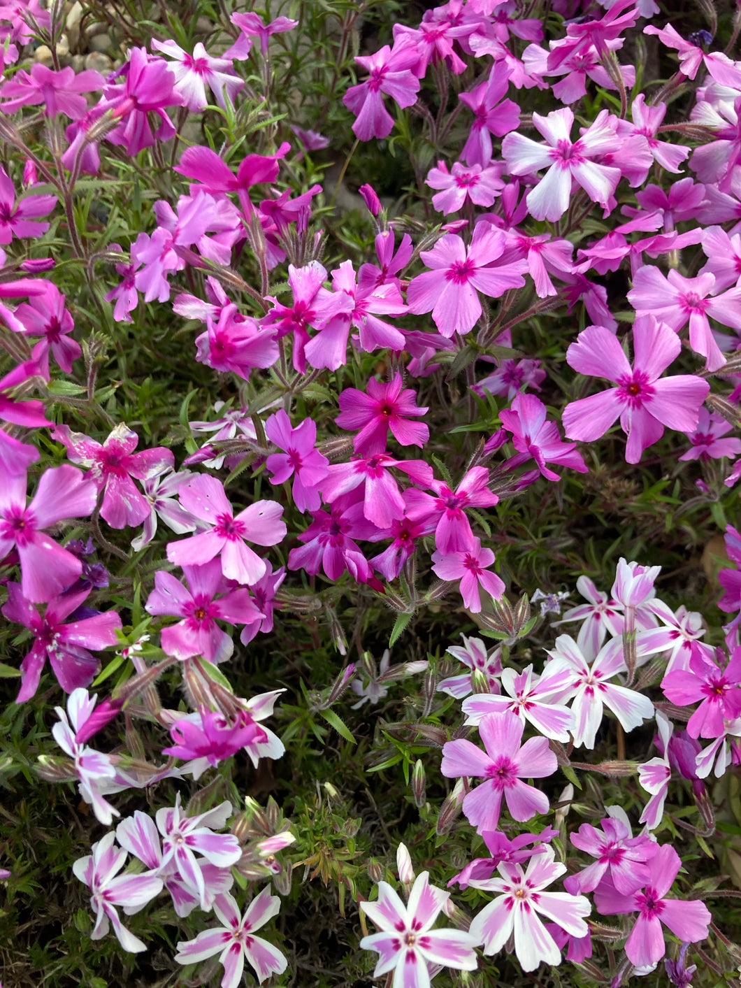 2 small transplants of Phlox (mixed colours) Includes Postage
