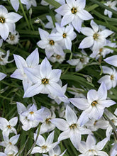 Load image into Gallery viewer, 10 bulbs of Ipheion uniflorum (Spring Starflower) Includes Postage
