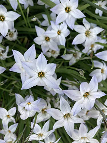 10 bulbs of Ipheion uniflorum (Spring Starflower) Includes Postage