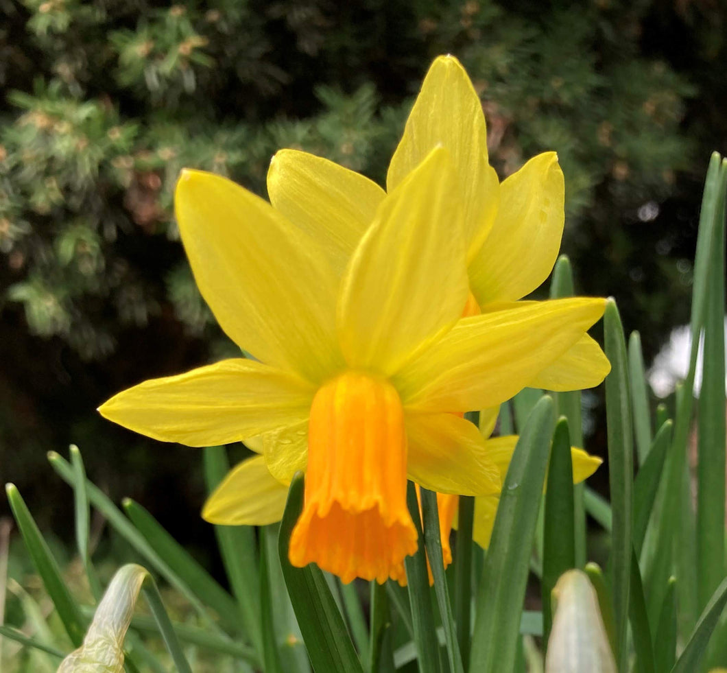 10 bulbs of Daffodil/Narcissus cyclamineus (Jetfire) Includes Postage