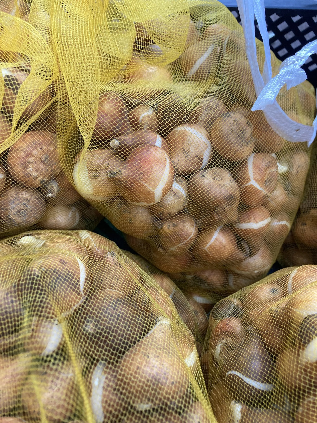 20 bulbs of Tulip (Barcelona) Includes Postage