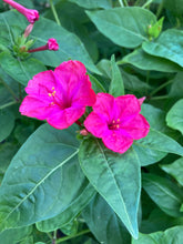 Load image into Gallery viewer, 3 tubers of Mirabilis Jalapa (Japanese Wonder Flower/Marvel of Peru) Includes Postage
