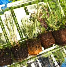 Load image into Gallery viewer, 5 young transplants of Garden Herbs for Grow-Your-Own (mixed varieties) Includes Postage
