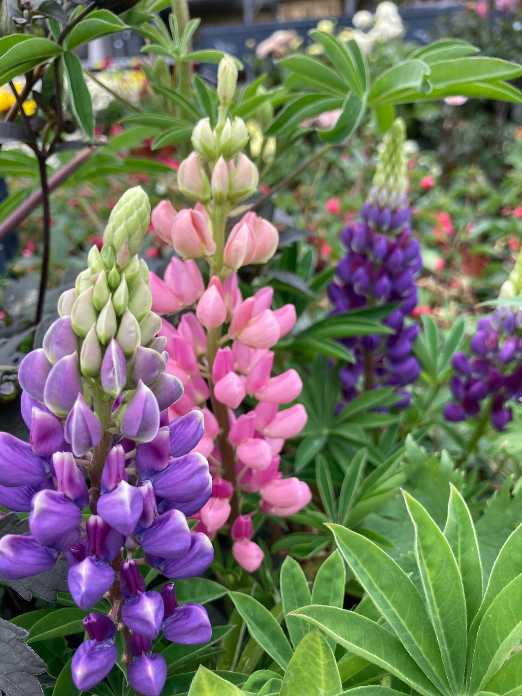 6 roots of Lupins (mixed colours) Includes Postage