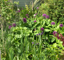 Load image into Gallery viewer, 20 bulbs of Ornamental Allium (mixed varieties) Includes Postage
