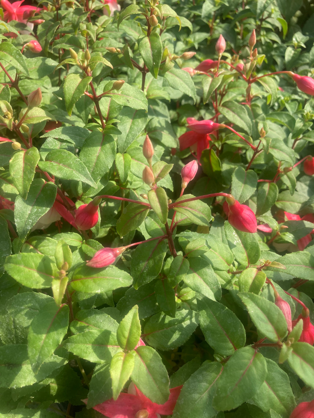 6 plugs of Hardy Fuschia (mixed varieties) Includes Postage