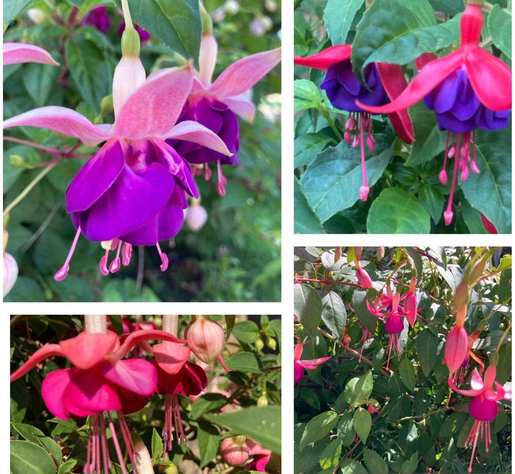 3 plugs of Fuchsia (mixed varieties) Includes Postage