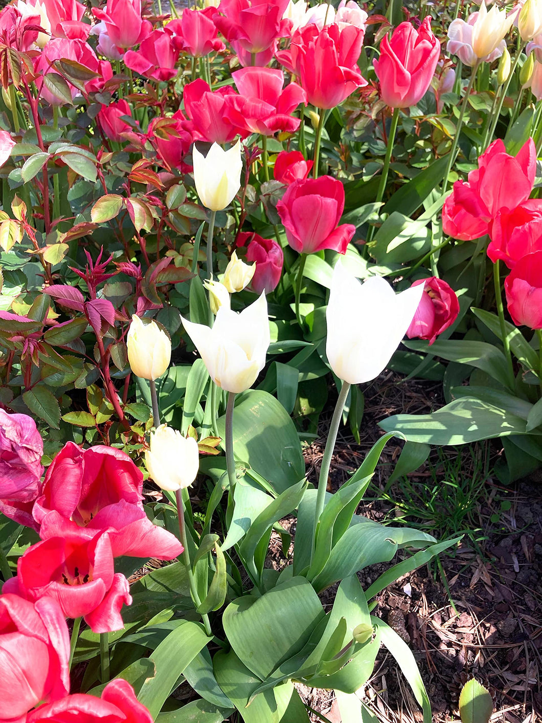 10 bulbs of Tulip (mixed varieties) Includes Postage