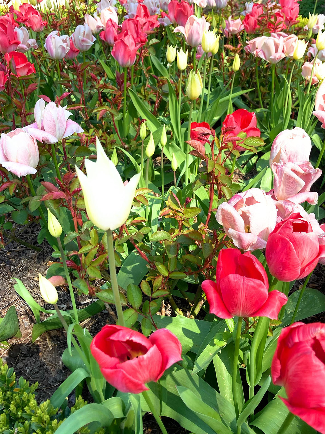 20 bulbs of Tulip (mixed colours) Includes Postage