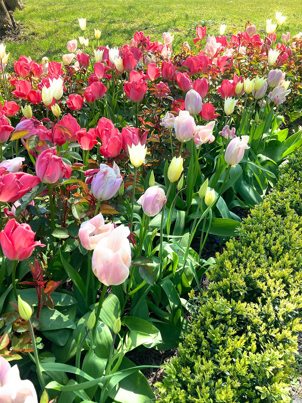 15 bulbs of Tulip (mixed varieties) Includes Postage