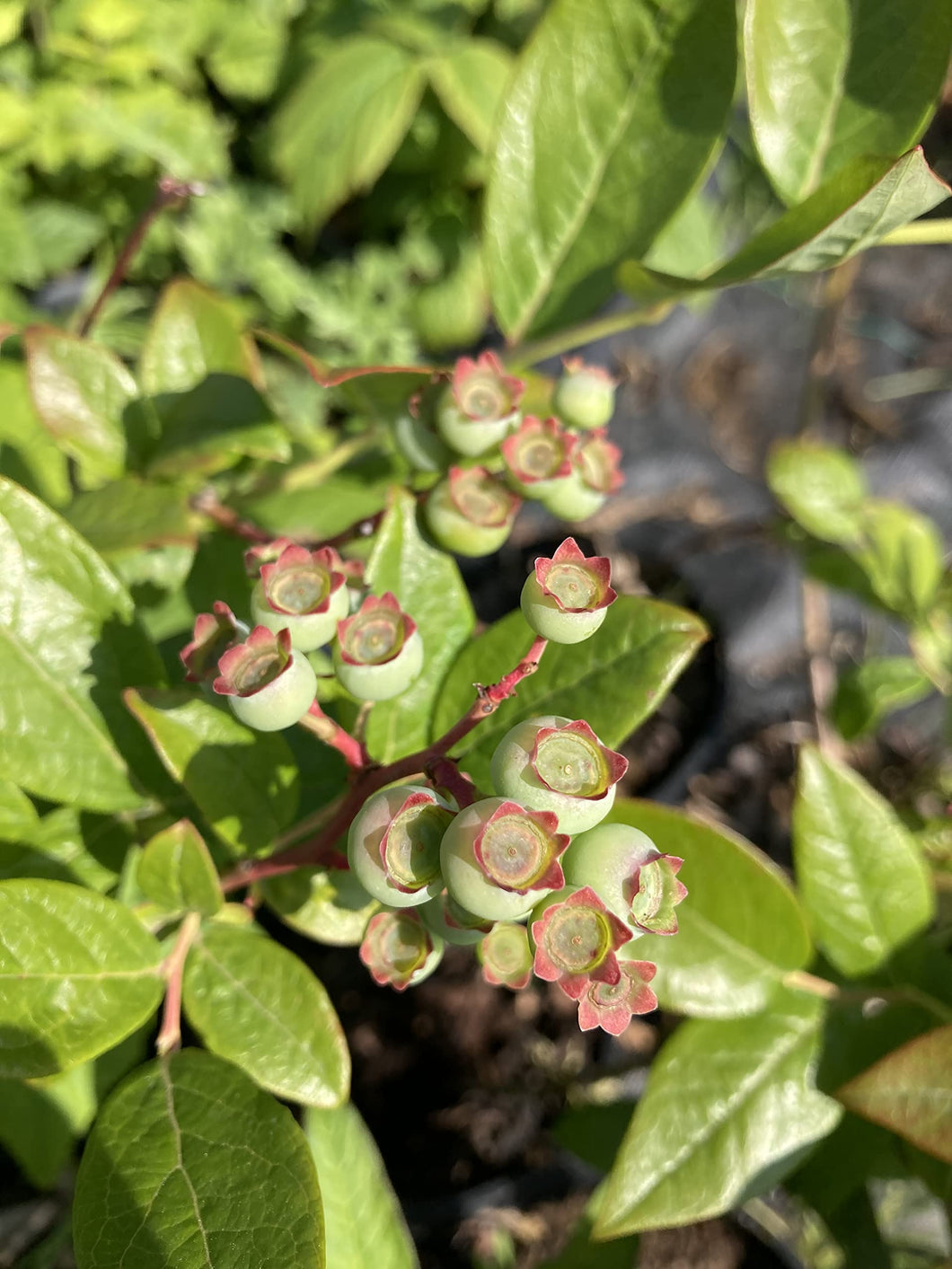 3 plugs of Native Blueberries/Bilberry (Blue Sapphire) Includes Postage