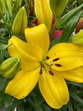 Load image into Gallery viewer, 2 bulbs of Lilium Asiatic/Yellow Asiatic Lily (Nove Cento) Includes Postage
