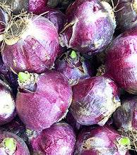 Load image into Gallery viewer, 20 bulbs of Hyacinth orientalis (Woodstock) Includes Postage
