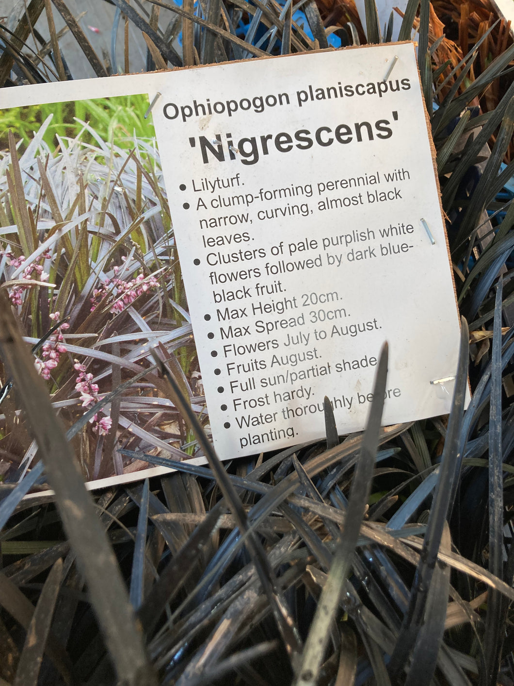 2 Bare Roots of Ophiopogon planiscapus (Nigrescens) Includes Postage