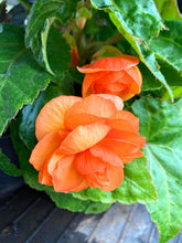Load image into Gallery viewer, 3 corms of orange double Begonia Includes Postage
