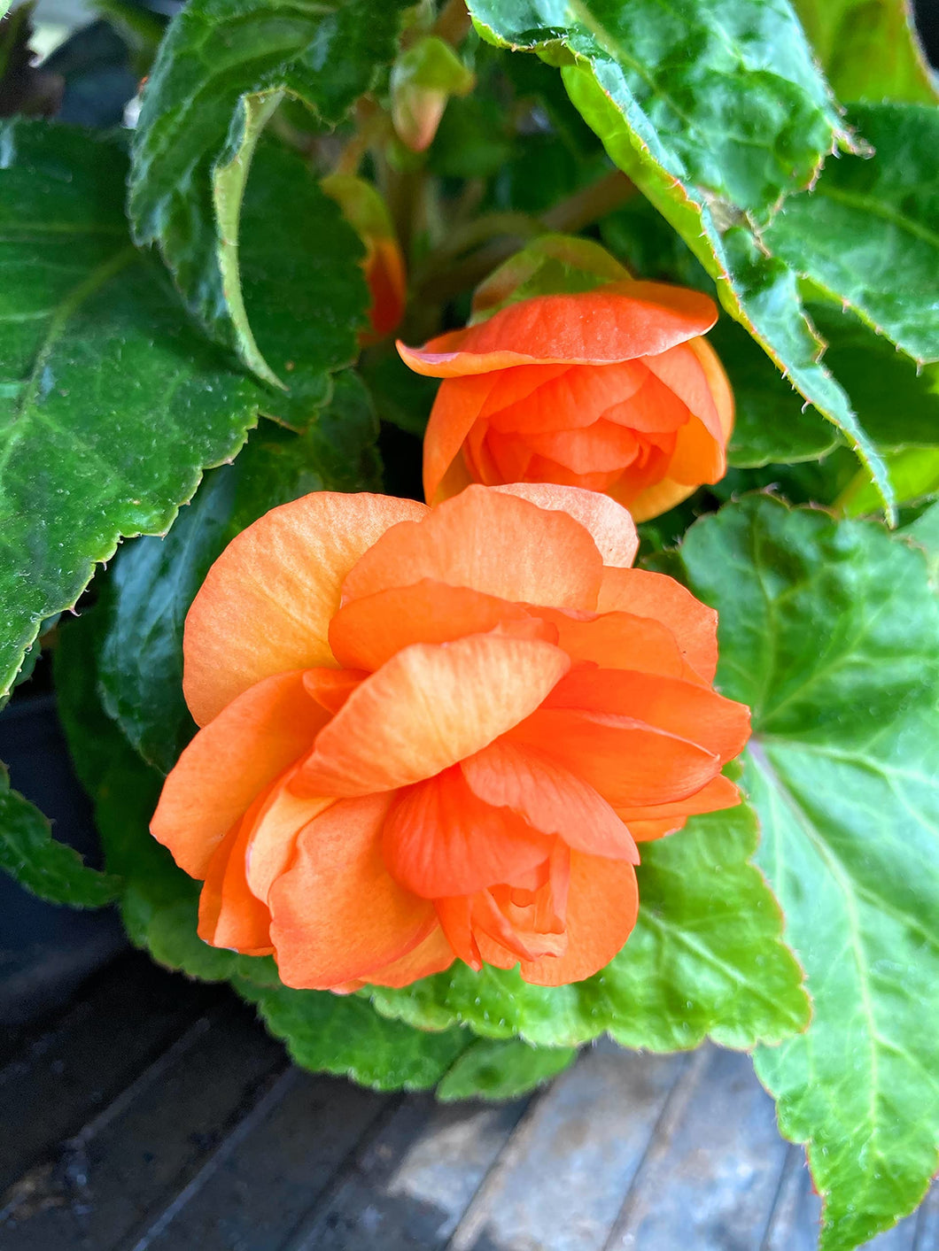 3 corms of orange double Begonia Includes Postage