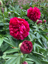 Load image into Gallery viewer, 3 roots of dark pink Peony (Karl Rosenfield) Includes Postage
