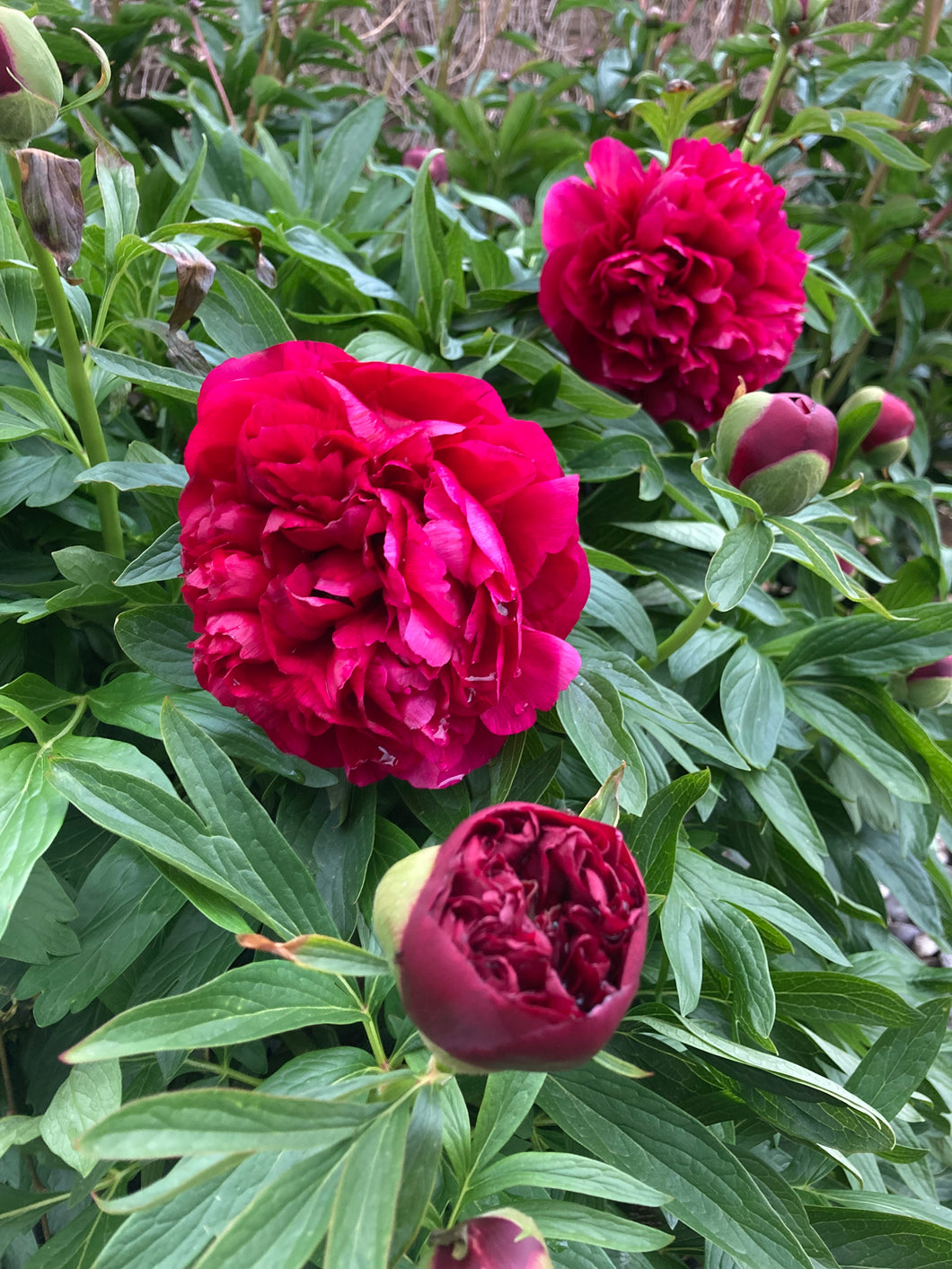 3 roots of dark pink Peony (Karl Rosenfield) Includes Postage