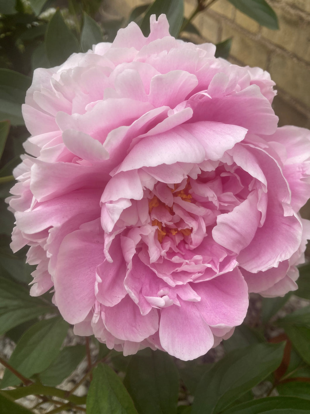 1 root of pink Peony (Sarah Bernhardt) Includes Postage