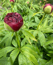 Load image into Gallery viewer, 2 roots of dark pink Peony (Karl Rosenfield) Includes Postage
