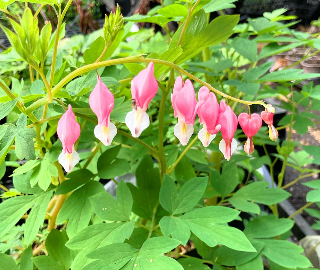 3 budding roots of Dicentra spectablis (Pink Bleeding Heart) Includes Postage