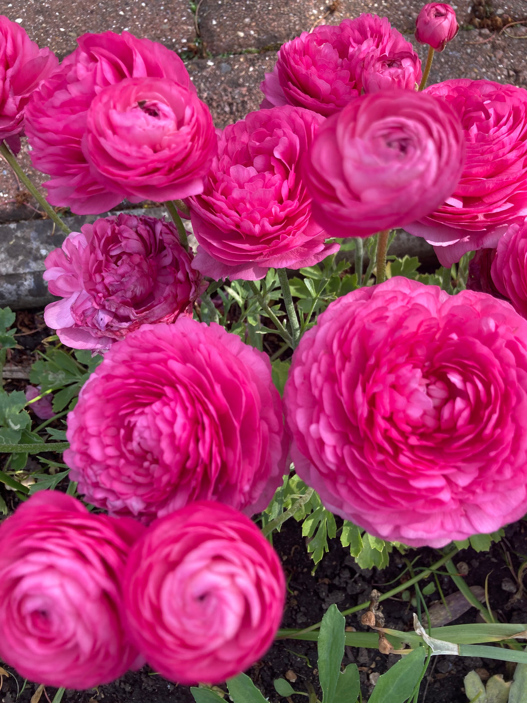 20 bulbs of pink Ranunculus Includes Postage