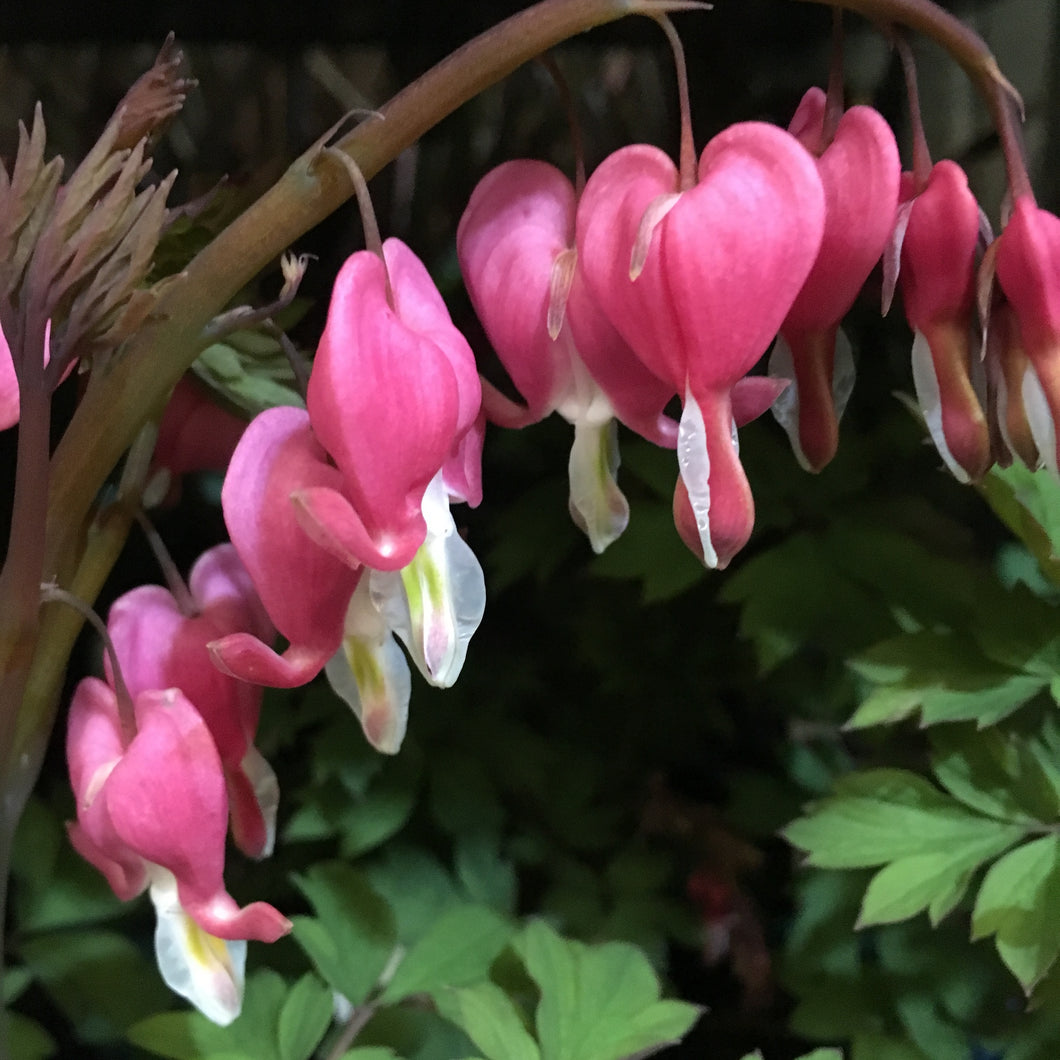 1 budding root of Dicentra spectablis (Red Bleeding Heart) Includes Postage