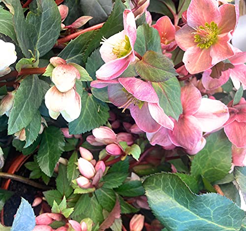 2 potted plants of Purple Hellebore Includes Postage