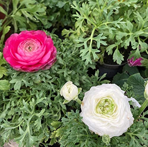 30 corms of Ranunculus/Rose of the Spring (mixed colours) Includes Postage