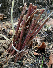 Load image into Gallery viewer, 1 bare root stock/cane of Raspberry plants (Autumn Bliss) Includes Postage

