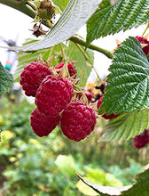 Load image into Gallery viewer, 2 bare root stock/canes of Raspberry plants (Jewel) Includes Postage

