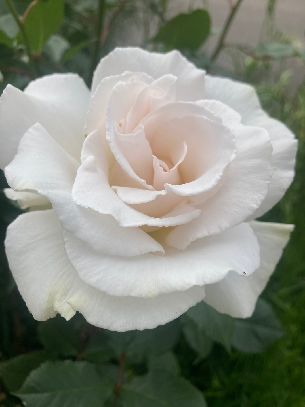 1 root wrapped white Hybrid Tea Rose (Pascali) Includes Postage