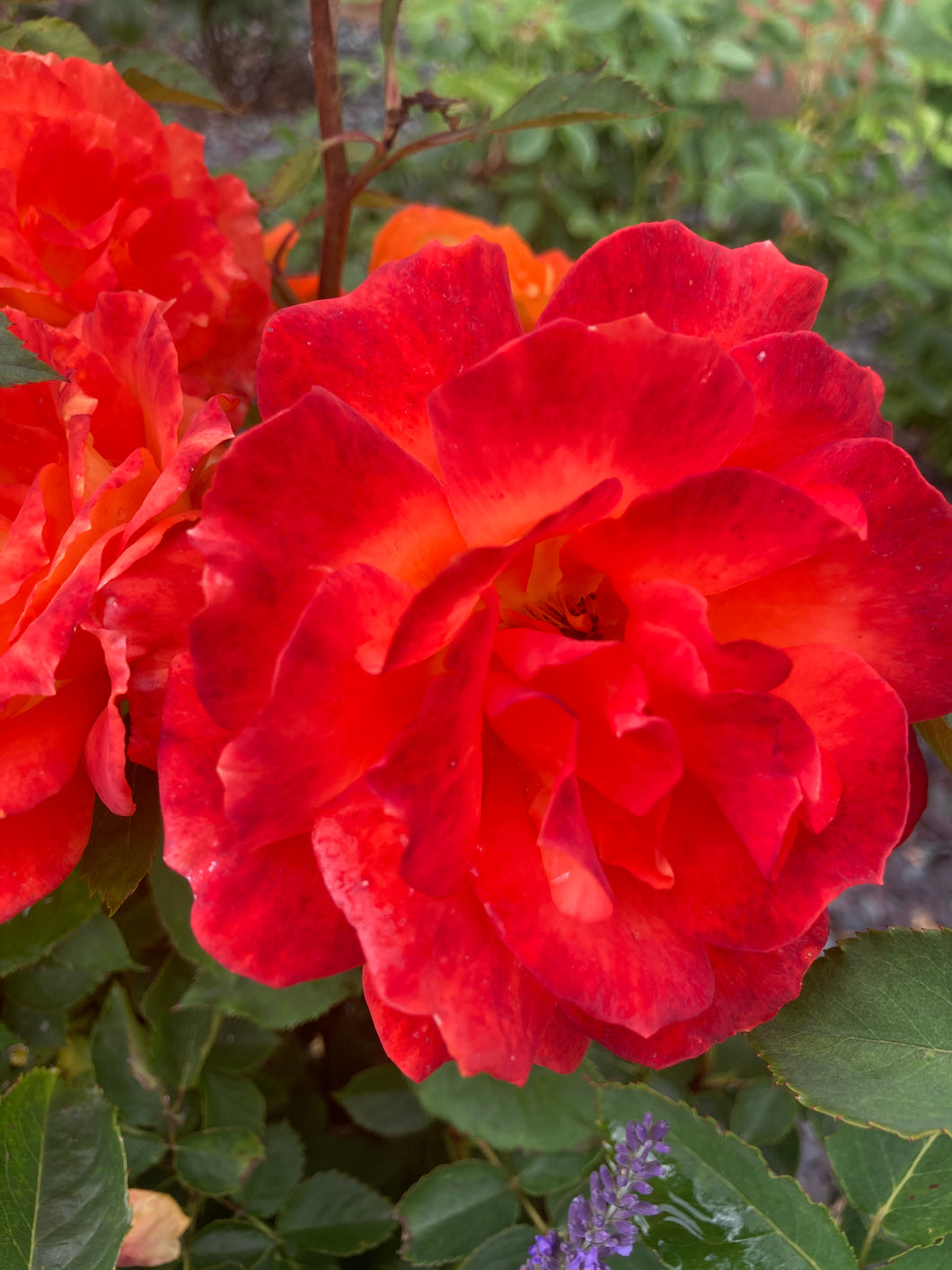 2 root wrapped Floribunda Roses (Super Trouper) Includes Postage