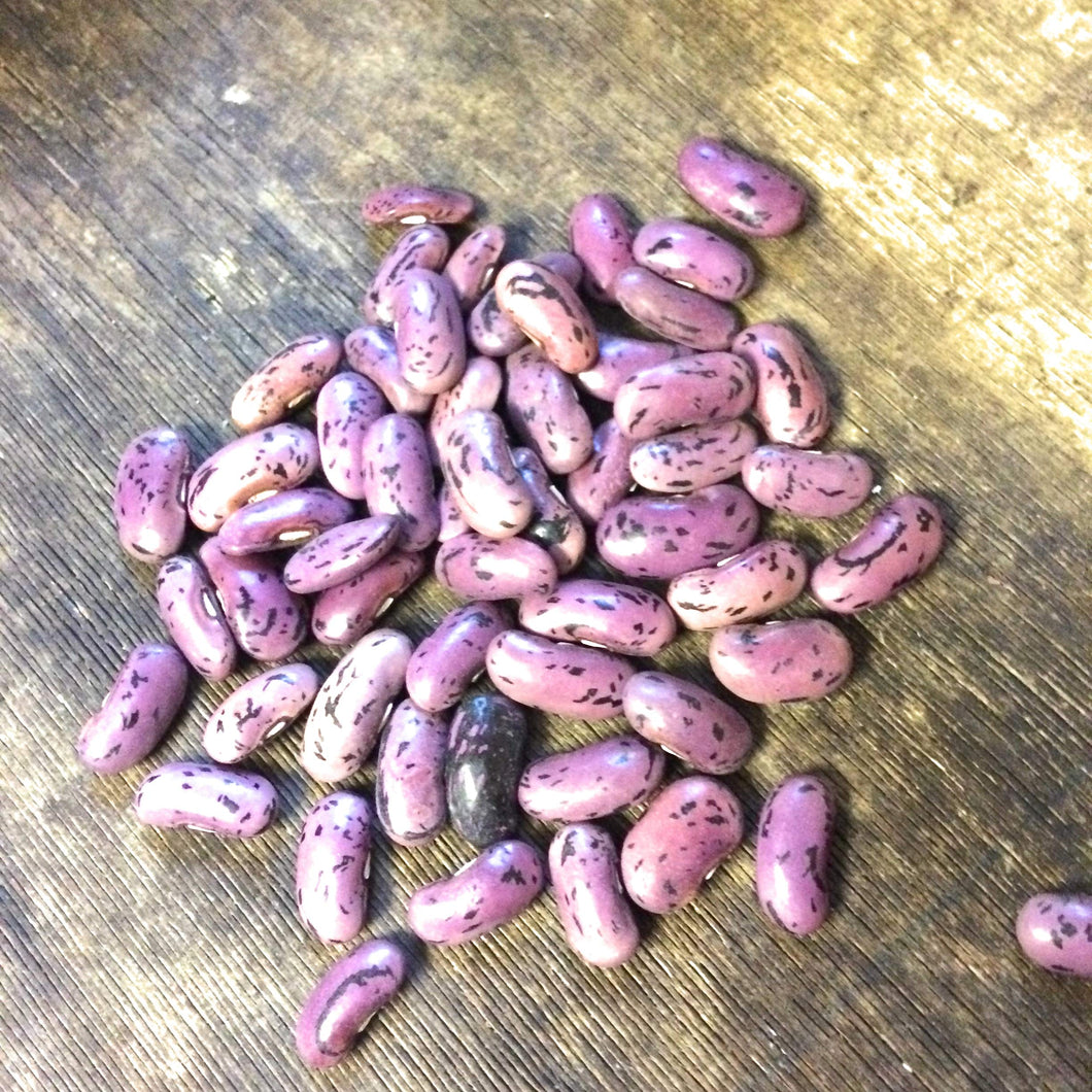 200g of Runner Bean seeds for Grow-Your-Own (Enorma) Includes Postage