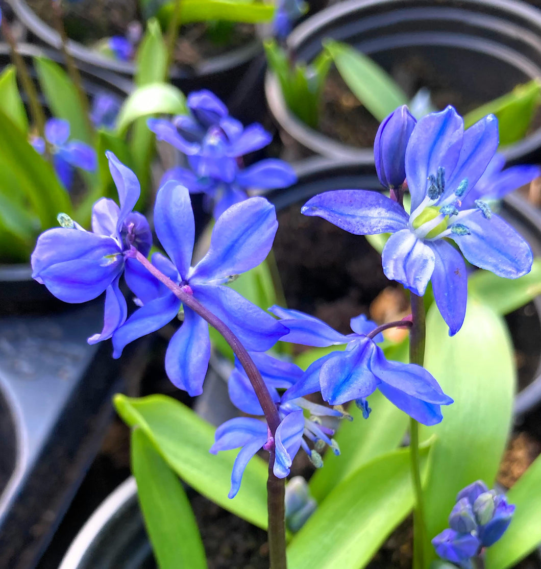 10 bulbs of Scilla siberica (Siberian Squills) Includes Postage