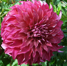 Load image into Gallery viewer, 3 tubers of deep red large-flowered Dahlia (Spartacus) Includes Postage
