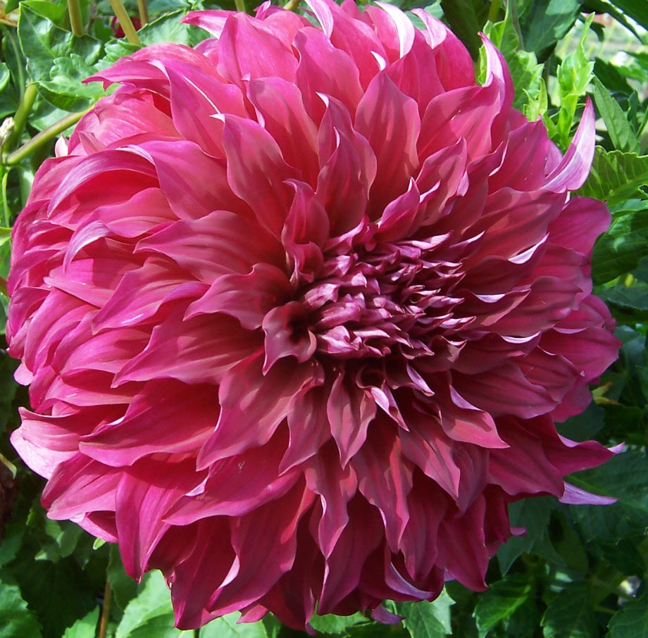 3 tubers of deep red large-flowered Dahlia (Spartacus) Includes Postage