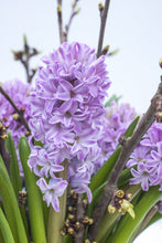 Load image into Gallery viewer, 20 bulbs of Hyacinth (Splendid Cornelia) Includes Postage
