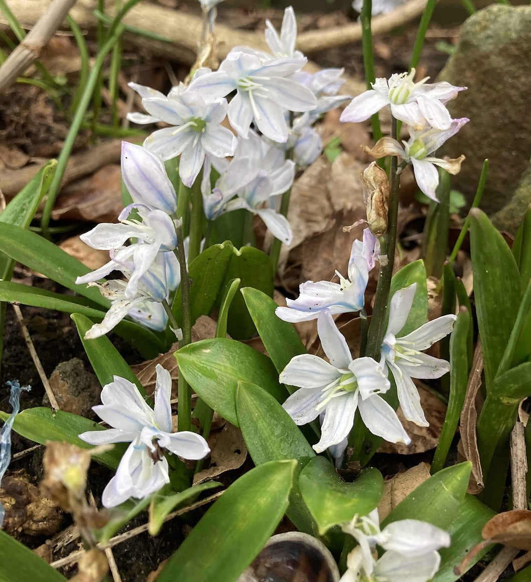 5 bulbs of Puschkinia scilloides (Striped Squill/Russian Snow Drop) Includes Postage