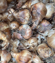 Load image into Gallery viewer, 10 bulbs of Daffodil (Barrett Browning) Includes Postage

