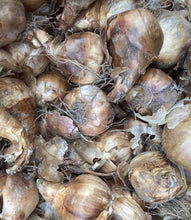 Load image into Gallery viewer, 50 bulbs of Daffodil (Barrett Browning) Includes Postage
