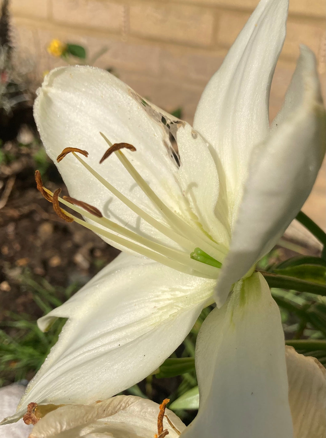 10 bulbs of Lilium Asiatic/White Tiger Lily (Apollo) Includes Postage