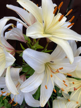 Load image into Gallery viewer, 10 bulbs of Lilium Asiatic/White Tiger Lily (Mont Blanc) Includes Postage
