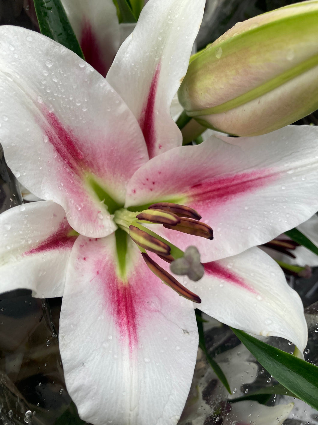 3 tubers of Lilium/Oriental Lily (Muscadet) Includes Postage