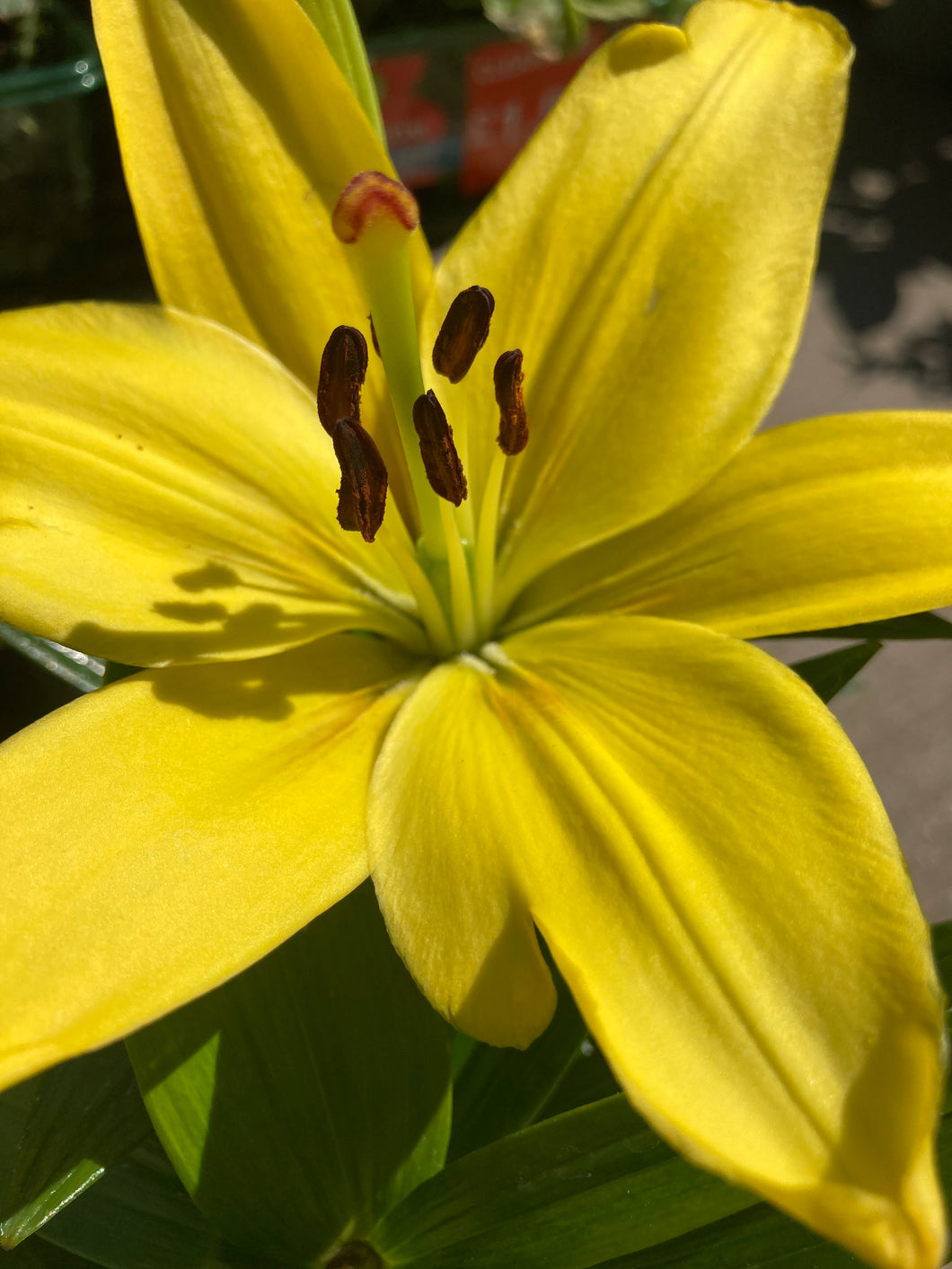 5 bulbs of Lilium Asiatic/Yellow Asiatic Lily (Nove Cento) Includes Postage